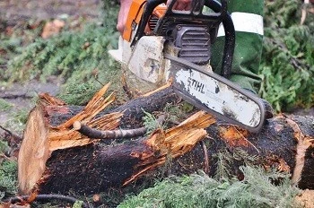 Фото Спил деревьев, вырубка деревьев, расчистка территории