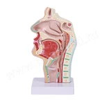 фото Анатомическая модель носовая полость и полость рта в сагиттальном разрезе