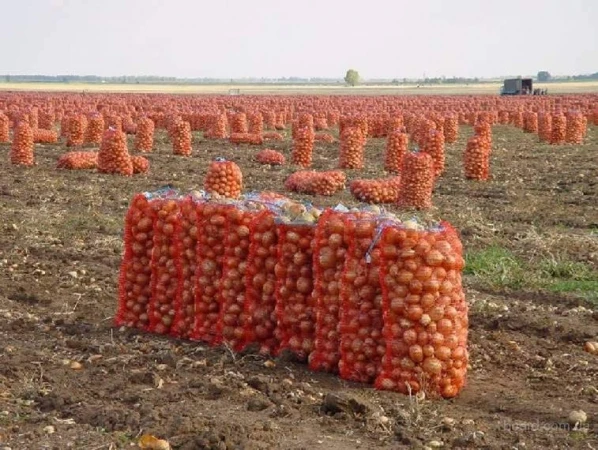 Фото Лук Морковь Капуста Картошка Свекла Редька Тыква; оптом отличного качества от 20 тонн и выше