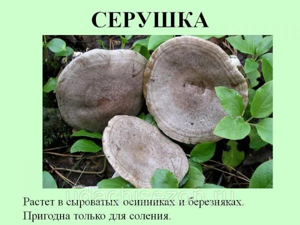 Фото Серушка