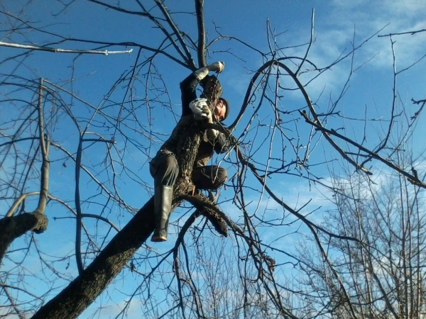 Фото Обрезка деревьев