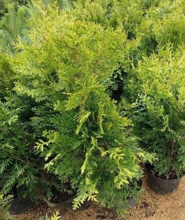 Фото Туя западная Корника (Thuja occidentalis Kornik)