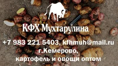 Фото Картофель и другие овощи оптом из г.Кемерово от производителя