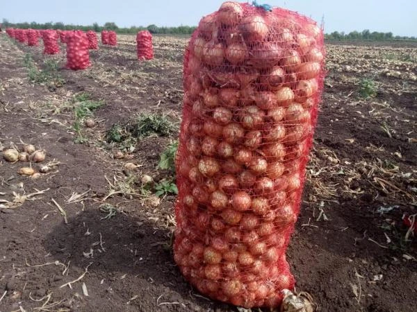 Фото Лук репчатый сорт Медуза