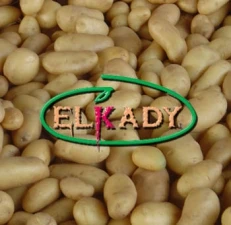 Фото Картофель из Египта (Potatoes from Egypt)