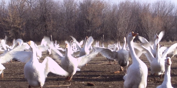 Фото Деревенские гуси живок