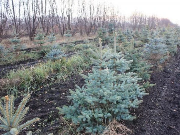 Фото Ель голубая Glauca Misty Blue 2