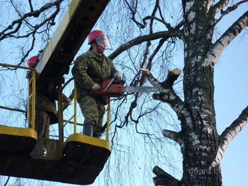 Фото Спил деревьев-вывоз.