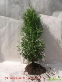 Фото Туя западная (Thuja occidentalis Smaragd) 3