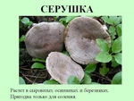 фото Серушка