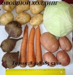 фото Продам Лук фиолетовый оптом