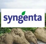 фото Гибрид сахарной свеклы Неро (syngenta)