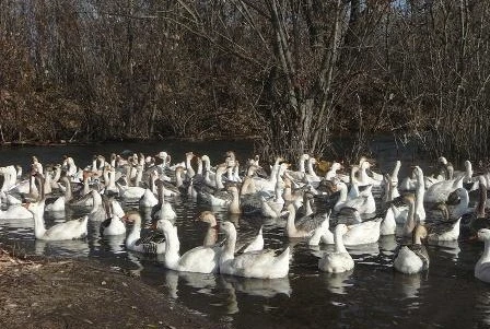 Фото Деревенские гуси мясо