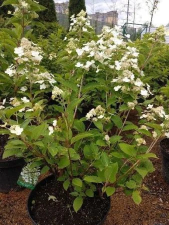 Фото Гортензия метельчатая (Hydrangea paniculata Prim White)