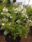 фото Гортензия метельчатая (Hydrangea paniculata Prim White)