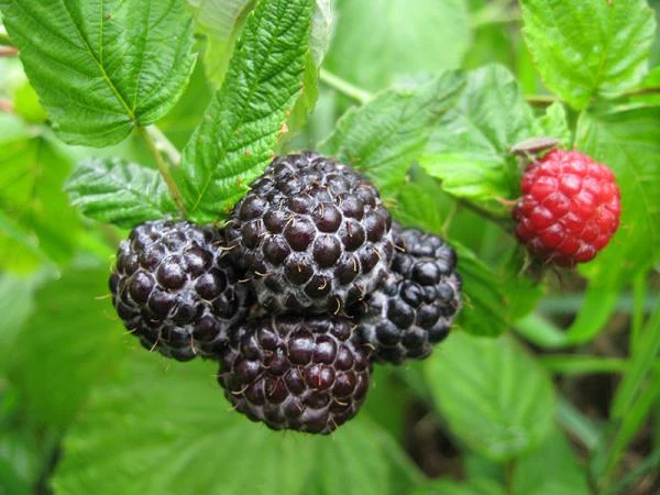 Фото Малина садовая черная Блэк Джевел (Rubus idaeus Black Jewel)