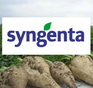 Фото Гибрид сахарной свеклы Неро (syngenta)