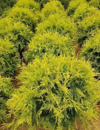 Фото Туя западная Голден Глоб (Thuja occidentalis Golden Globe)