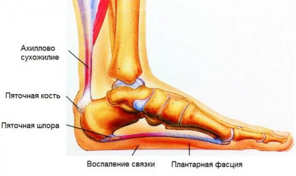 Фото Рентгенография пяточной кости (2 проекции)