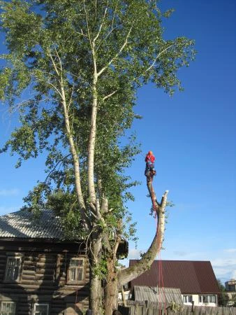 Фото Спил и удаление сложных деревьев