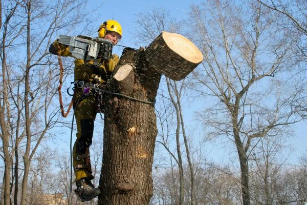 Фото Спилить дерево заказать услуги по спилу дерева.