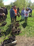 фото Озеленение и благоустройство города