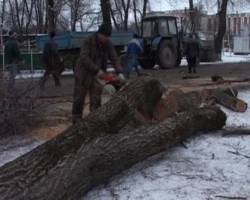 Фото Вырубка деревьев в самаре