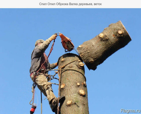 Фото Спил Опил Обрезка Валка деревьев, веток