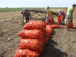 фото Отличный Лук Репчатый оптом