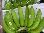 фото Кавендиш бананы Cavendish banana