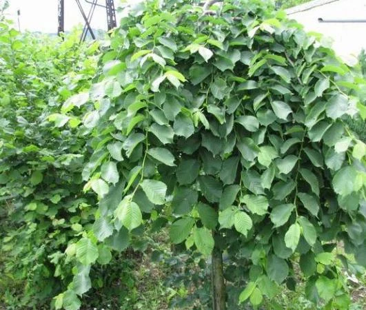 Фото Вяз шершавый плакучий Ulmus glabra для озеленения. Запорожье