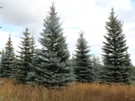 фото Семена ели голубой или ели колючей сизой (Picea pungens Glauca)