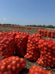 фото Молодой лук оптом от  производителя 5+