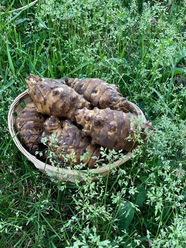 Фото Топинамбур  клубни,  семенной и пищевой