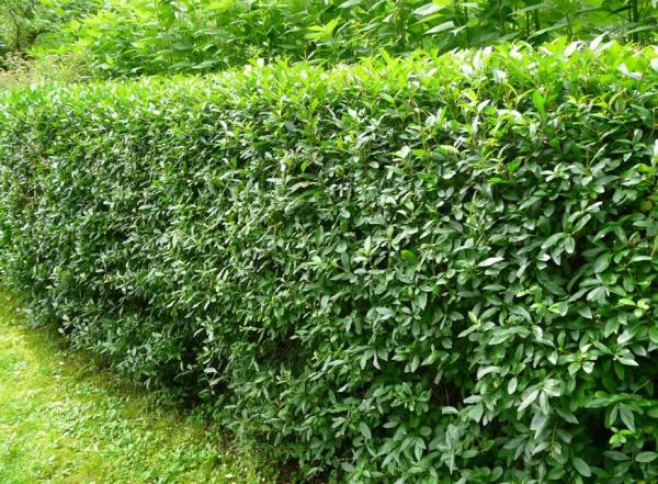 Фото Бирючина обыкновенная (Ligustrum acutissimu)