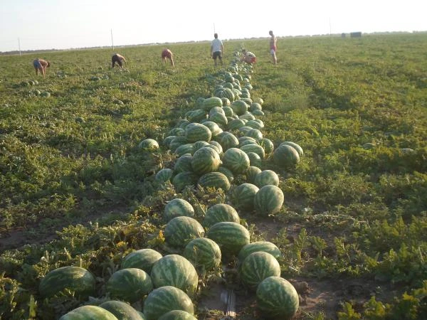 Фото Арбуз сладкий