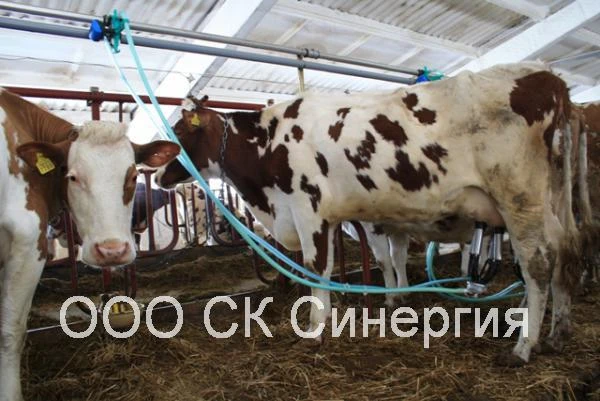 Фото Молокопровод с учетом молока