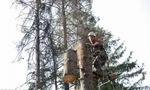 фото Удаление сухих и аварийных деревьев альпинистами